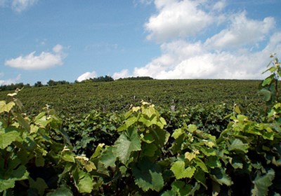 Transcending Category