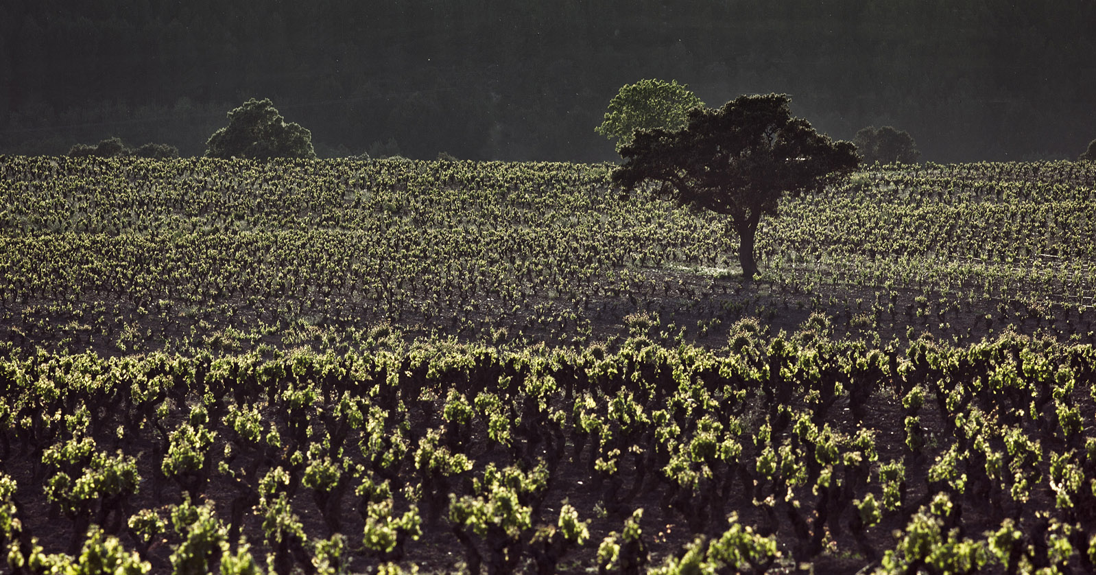 Contino Viña del Olivo