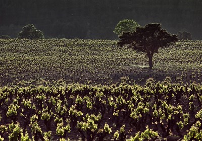 Contino Viña del Olivo