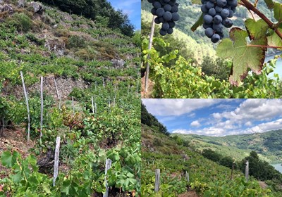 Quinta do Estranxeiro